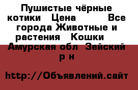 Пушистые чёрные котики › Цена ­ 100 - Все города Животные и растения » Кошки   . Амурская обл.,Зейский р-н